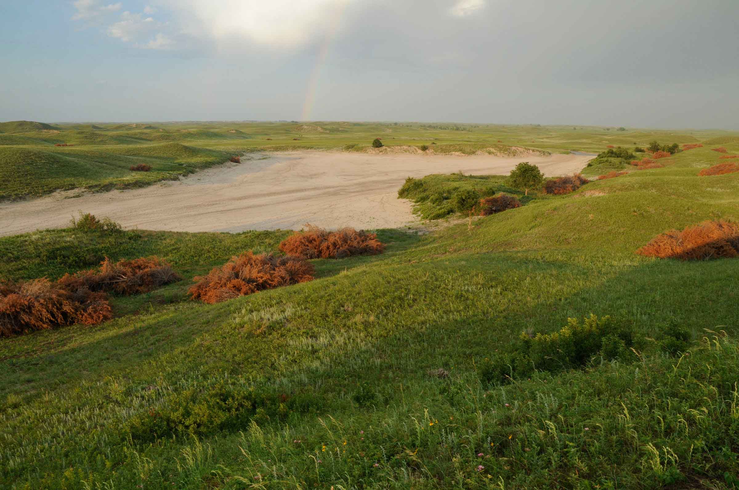 Over time, this view of Latta Lake, located on the Switzer Ranch in the eastern Sandhills, will show the conversion of a cedar-choked hillside back to Sandhills prairie. Eastern red cedars occur naturally in the Sandhills but if not managed, can quickly become an invasive species, degrading prairie grasslands. In the background is Latta Lake. It's hydrology is unique. Created long ago by a sand dam upstream, its inlet also serves as its outlet, filling up during periods of high water and going completely dry during extended drought.