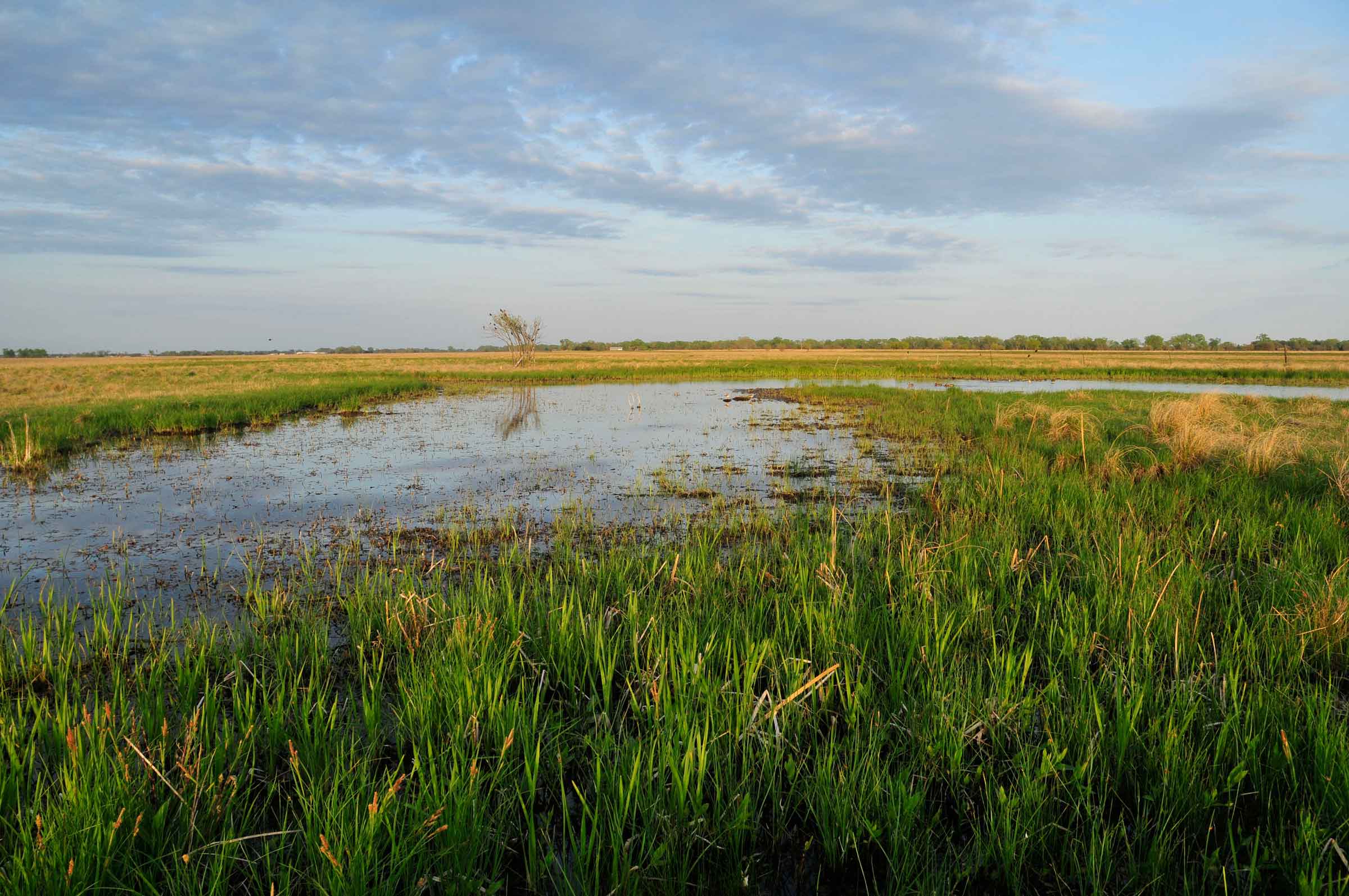 Hydrologically connected to the central Platte, the extensive wet meadow landscape on Mormon Island is managed by The Crane Trust, which is working to preserve and restore a large native prairie and wet meadow habitats. Highly dynamic, the camera reveals the character of Mormon Island, dominated by grasses and forbes part of the year, a high marshy water table another part of the year, and barren, wind-swept landscapes late in the year. Sandhill cranes, grazing cattle, and prescribed burns are also features on the land.
