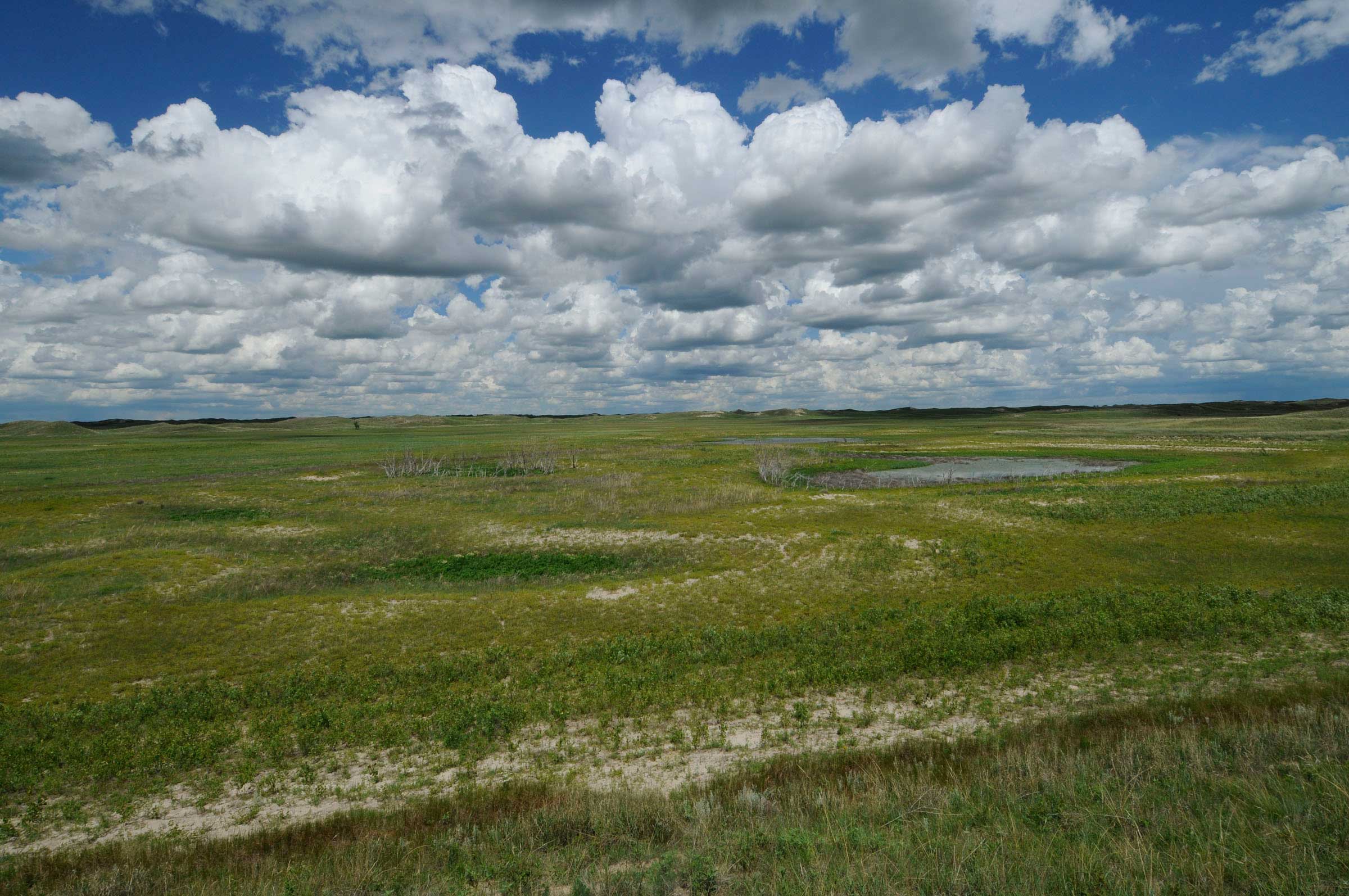 Located on the Switzer Ranch and Gracie Creek Ranch in Loup County, Shoemaker Lake is a large Sandhills lake that is watered both by springs and precipitation. Its water levels can fluctuate widely throughout the year. Miles away from any maintained road, the remoteness of this lake and surrounding grassland landscape, carefully stewarded by a ranching tradition, provide homes for both myriad resident wildlife species and migrating birds.